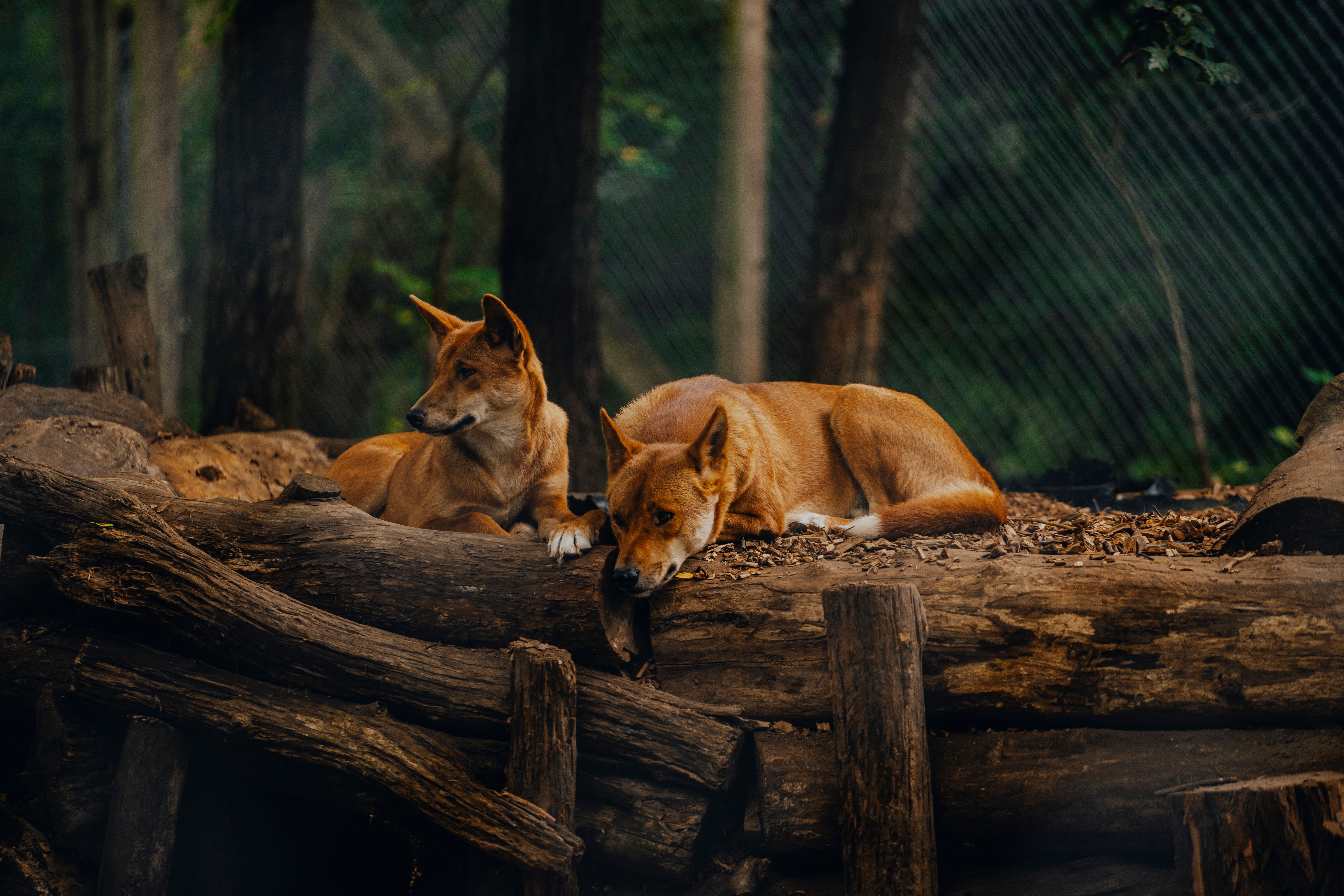 Canine Champions for Conservation Dog Show