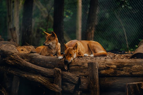 Foxes in Zoo