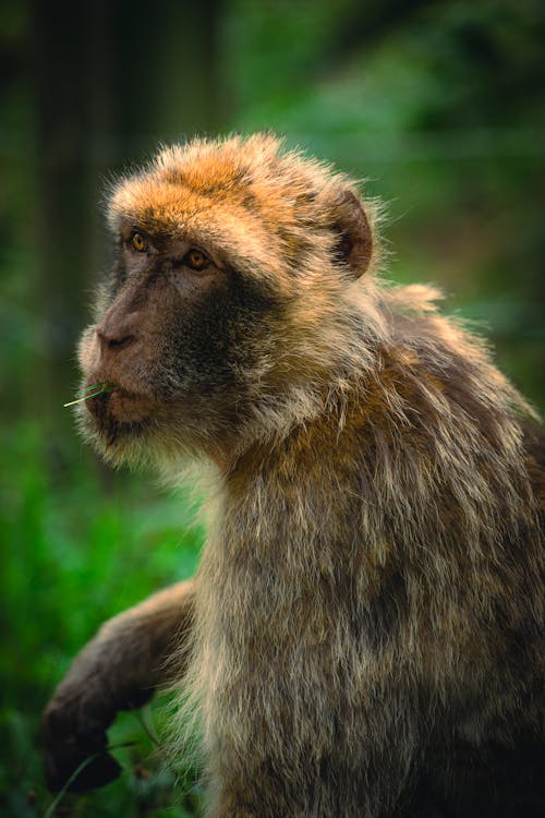 Closeup of a Monkey with Soft Fur