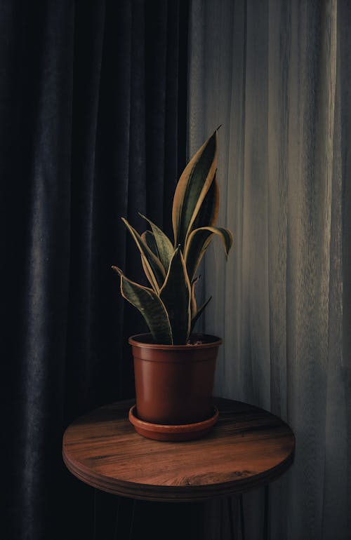 Plant on Table