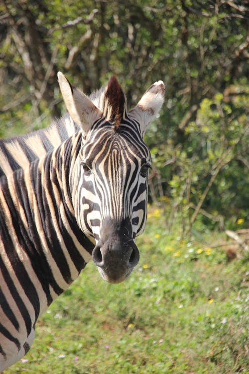 zibra in the national krugar park