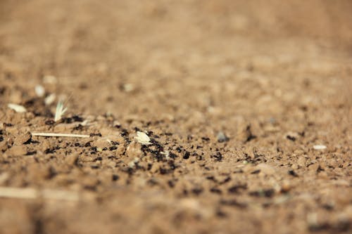 ants colony