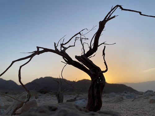 lonely three in the desert sunrise