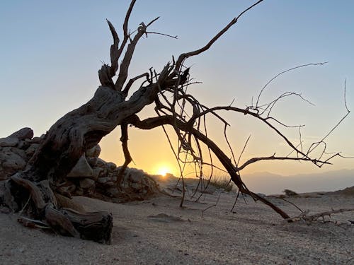 Základová fotografie zdarma na téma brzy východ slunce, osamělý, poušť