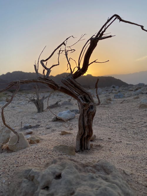 3, 건조한, 사막의 무료 스톡 사진