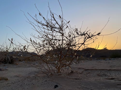 lonely three in the desert sunrise