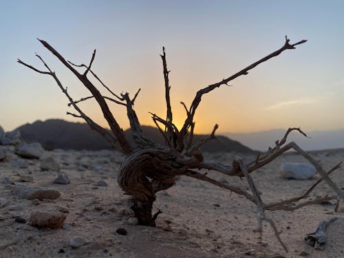 Безкоштовне стокове фото на тему «пустеля, ранній схід сонця, самотній»