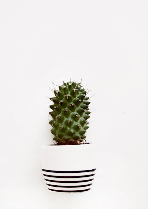 Close-Up Photo of Cactus On Pot
