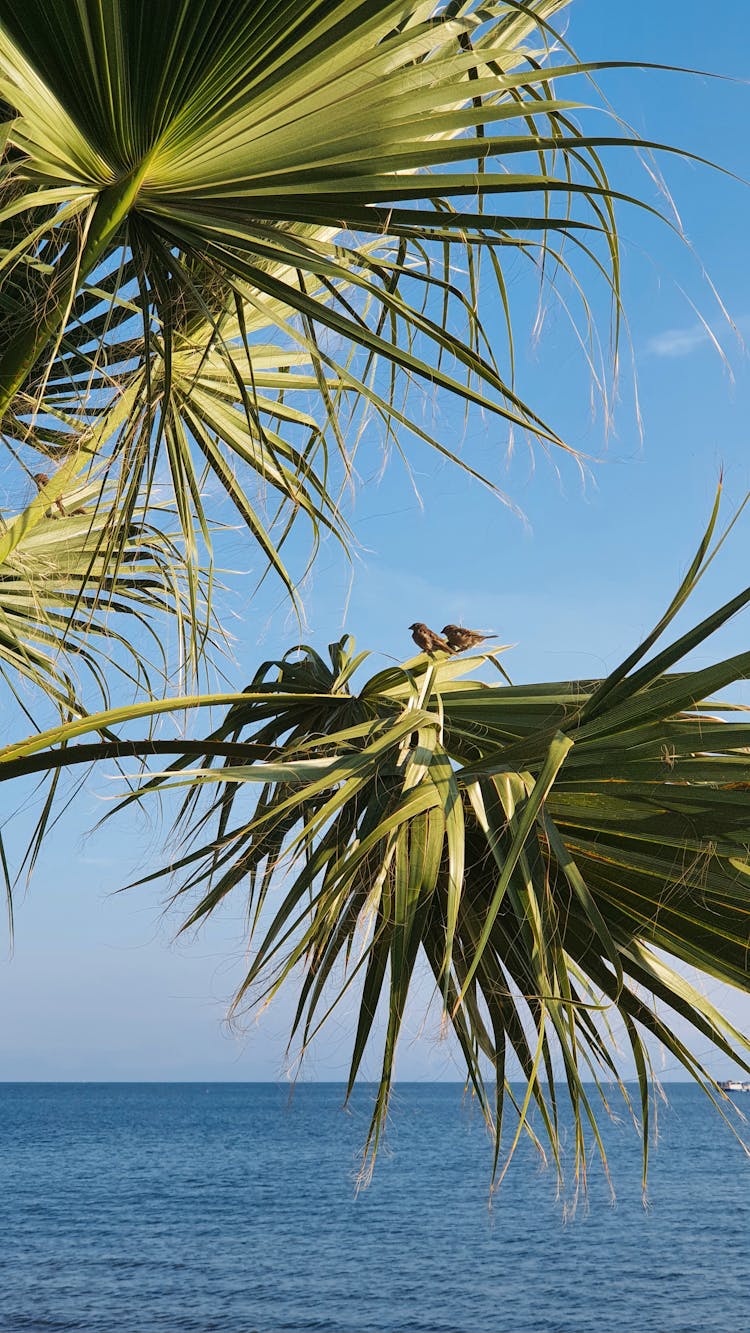 Small Birds On Leaves On Sea Shore