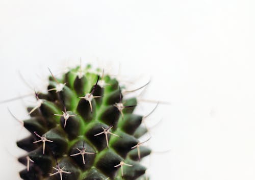 бесплатная Микрофотография зеленого кактуса Стоковое фото