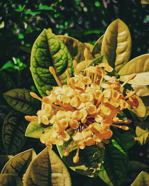 Ilmainen kuvapankkikuva tunnisteilla kasvi, keltainen, kukka