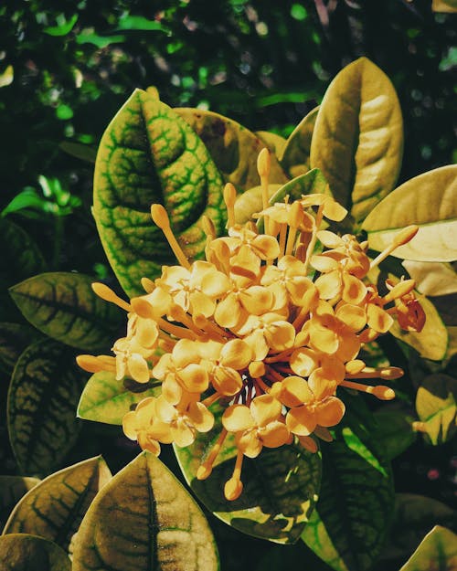 Close up of Yellow Flower