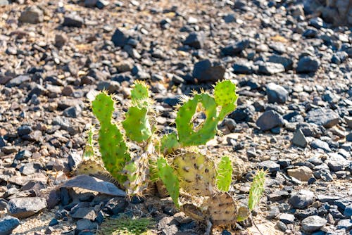 Nopal