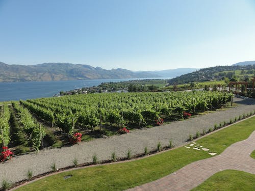 Бесплатное стоковое фото с вид на озеро, винодельня, винодельческое хозяйство