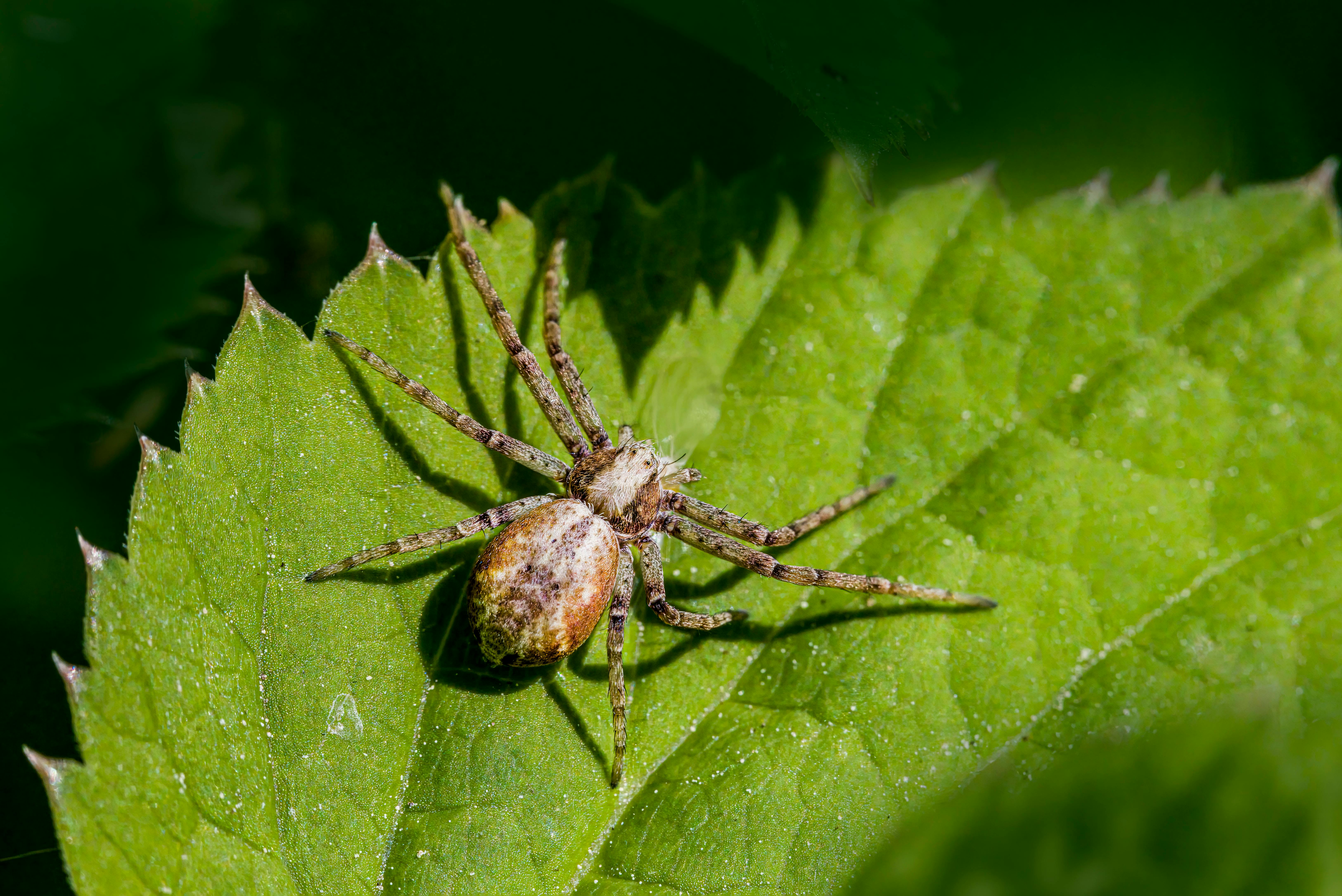 Detailed macro shot of a spider resting on a vibrant green leaf in nature.