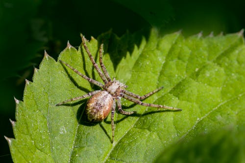 A spider sitting on a leaf with green leaves