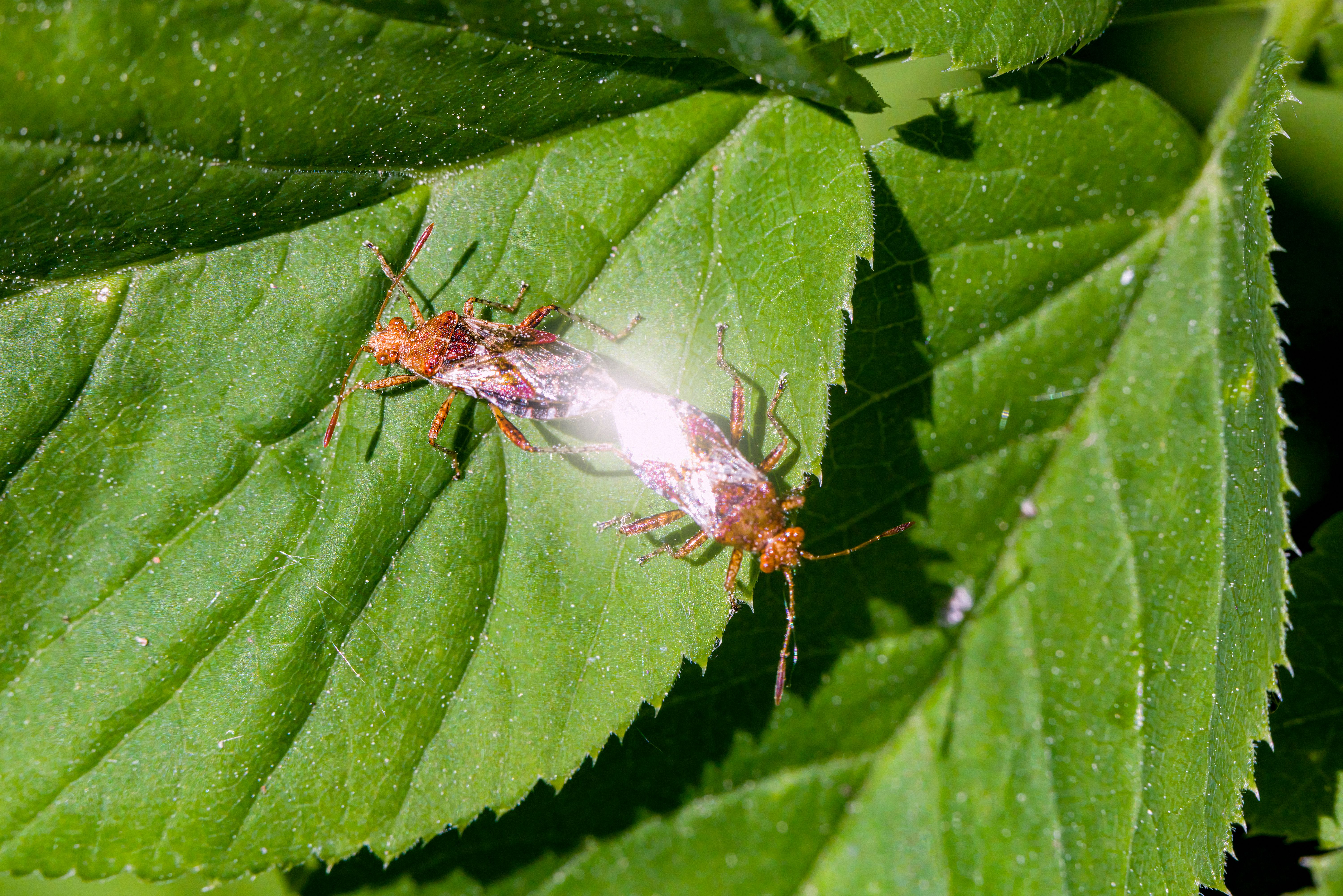 Two bugs are sitting on a leaf with a white light · Free Stock Photo
