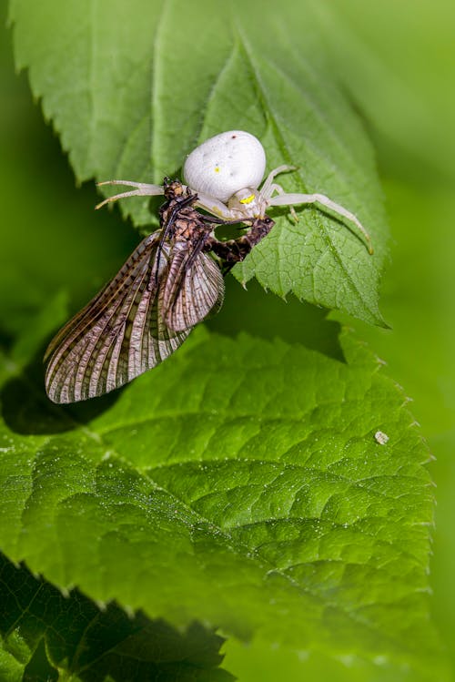 A spider is sitting on a leaf with a white egg