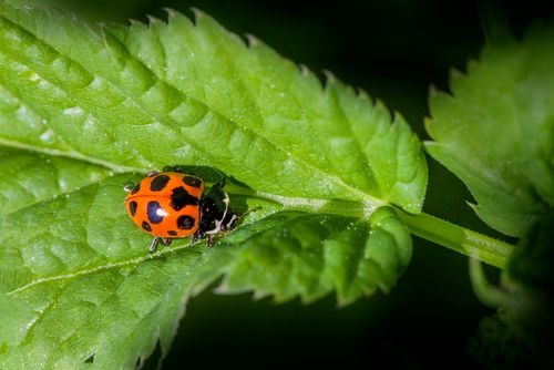 Free Close-up view of a vibrant ladybug crawling on a fresh green leaf. Stock Photo