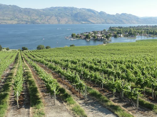 göl manzarası, okanagan, şaraphane içeren Ücretsiz stok fotoğraf