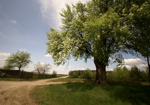 Kostenloses Stock Foto zu außerorts, baum, dorf