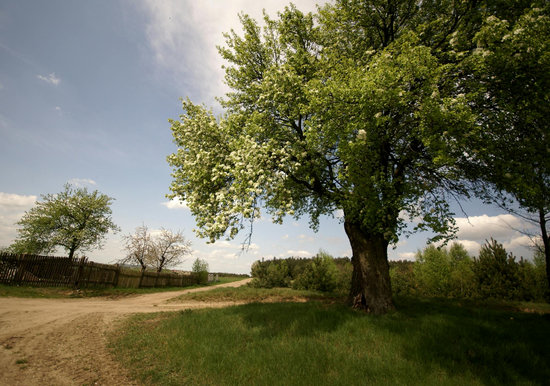 Foto profissional gratuita de agricultura, aldeia, ao ar livre, árvore ...