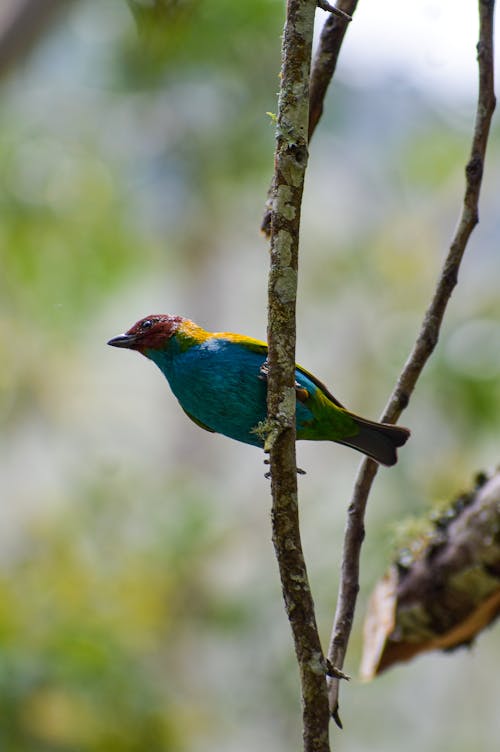 Gratis lagerfoto af Bay-Headed Tanager, dyrefotografering, fugl