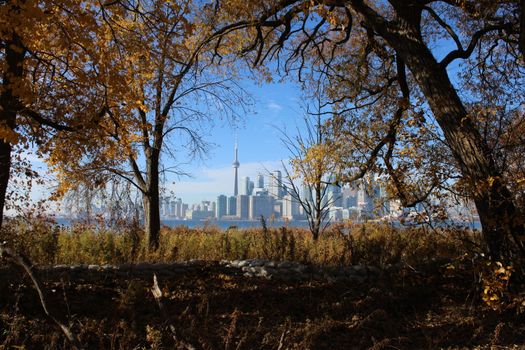 View of Toronto skyline framed by autumn trees, showcasing urban nature contrast.