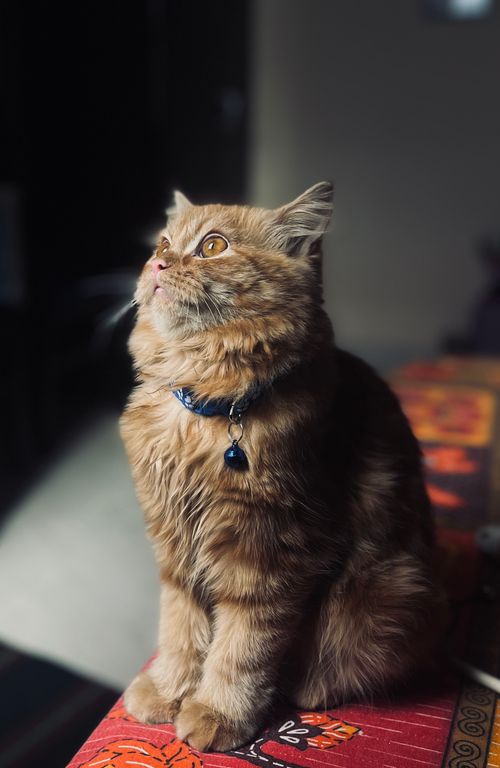 Free A fluffy cat with a collar gazing upward in a softly lit indoor setting. Stock Photo