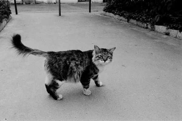 A Black Cat Walking · Free Stock Photo