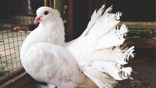 사우 라브, 새 깃털, 새 둥지의 무료 스톡 사진