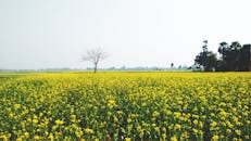 晴朗的天空下，一棵孤树与明黄的芥菜田，构成了乡村春天的缩影