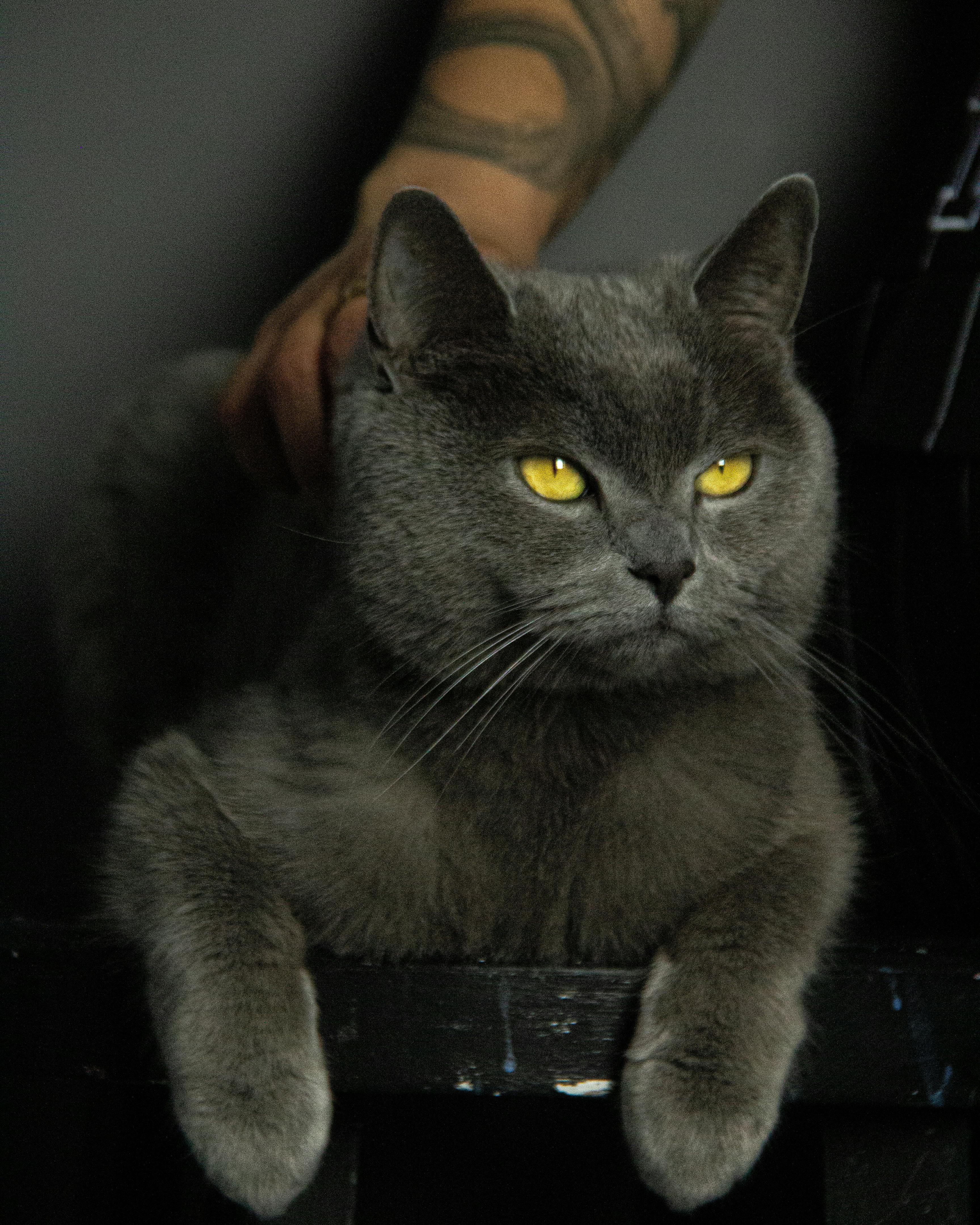 브리티시 숏헤어 블루 (British Shorthair Blue)