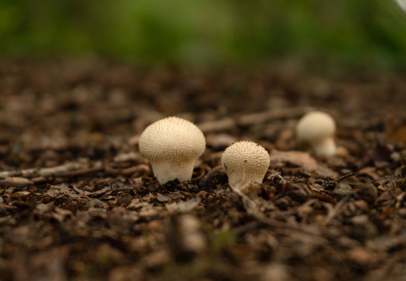 A close-up image of puffball mushrooms growing on the forest floor during autumn in Woburn, England.