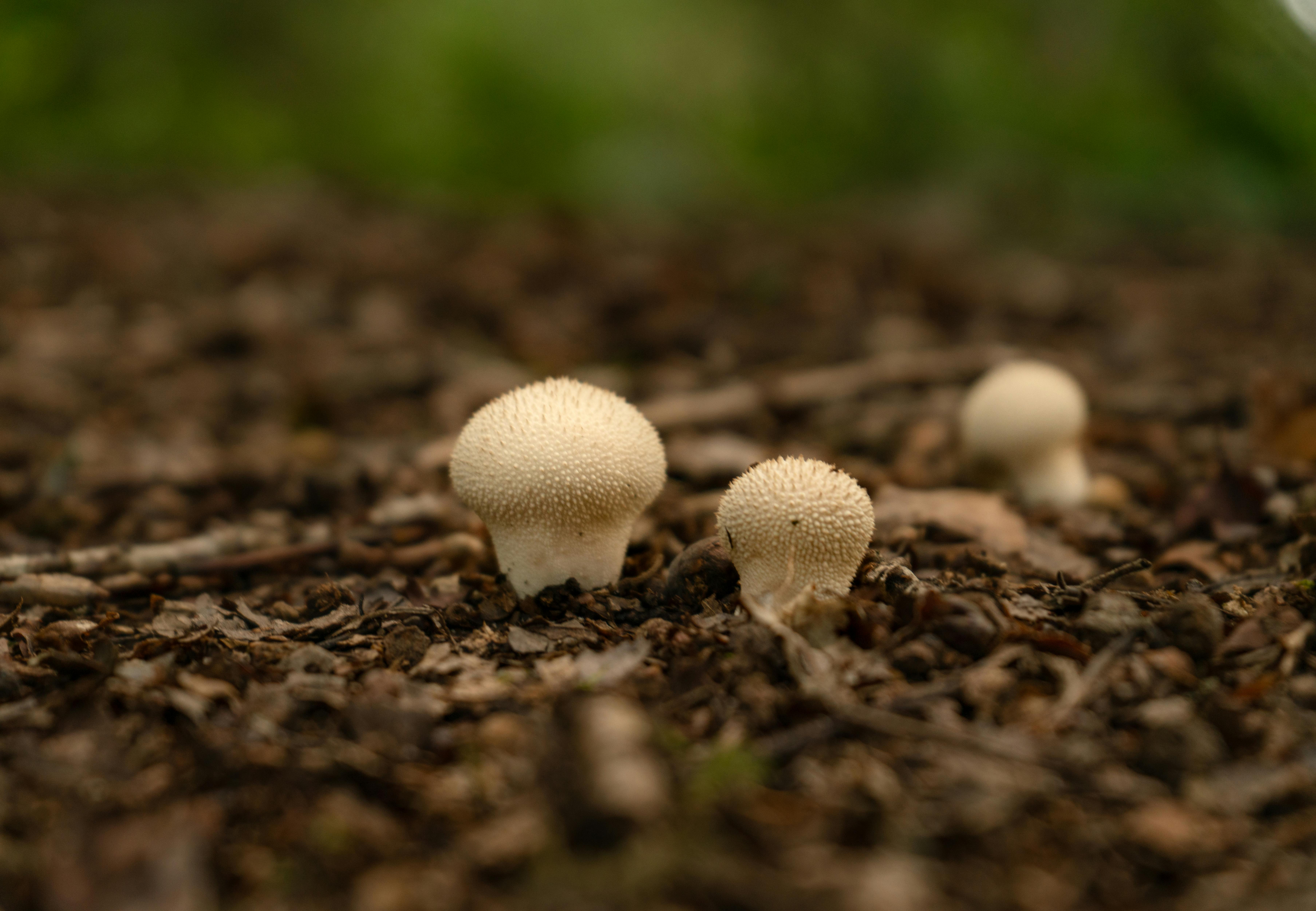 Brown Puff Balls Mushrooms Photograph by D Hackett - Pixels