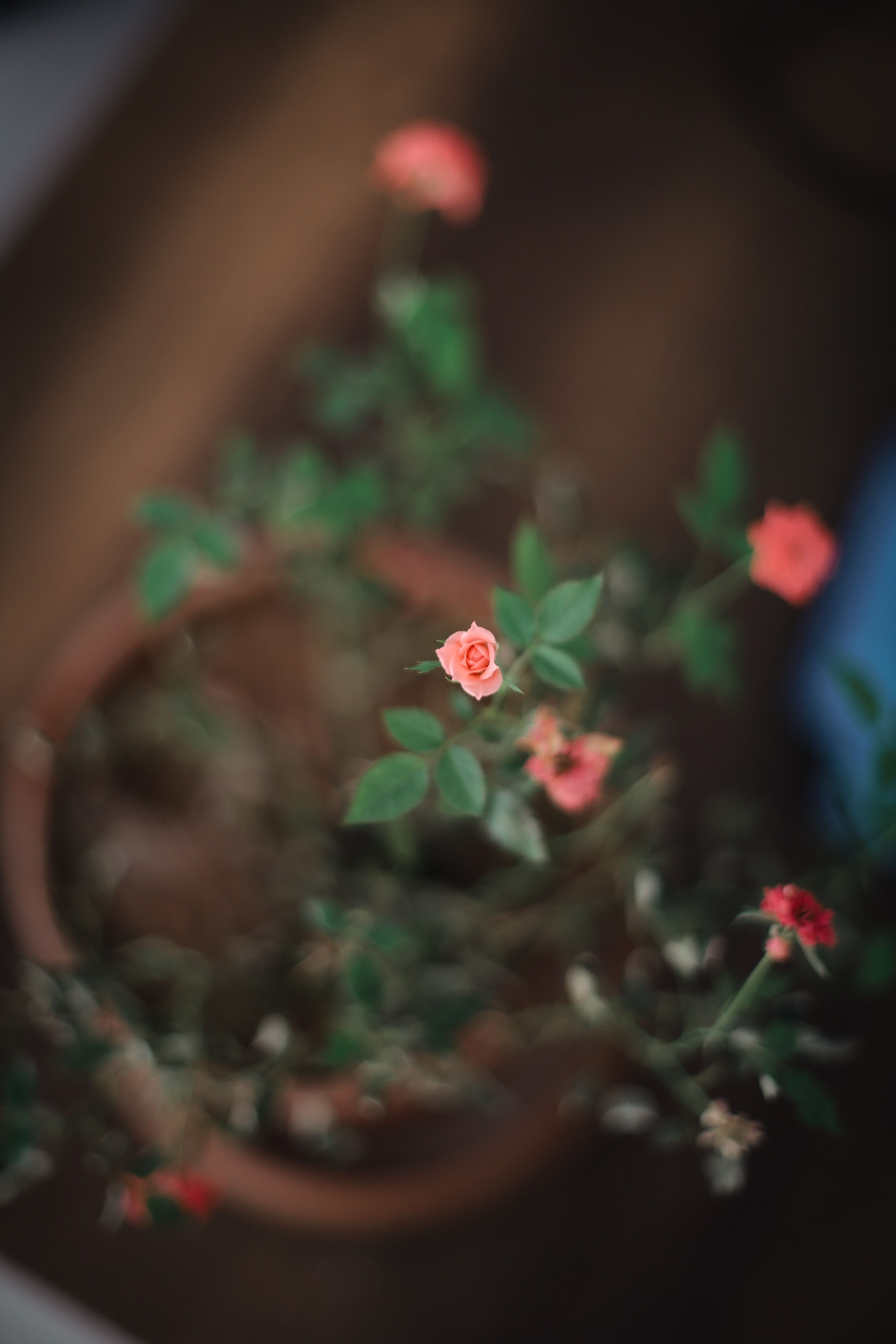 Close-up of blooming pink roses in a terracotta flowerpot with soft focus leaves.