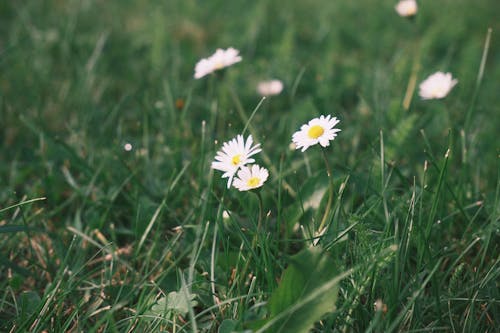 Wild Daisies in the Meadow