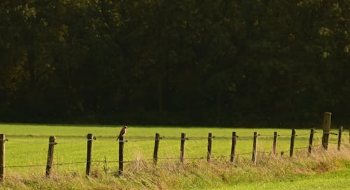 围栏, 屏障, 牧場 的 免费素材图片