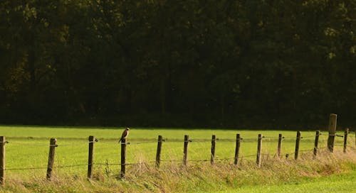 Kostenloses Stock Foto zu außerorts, barriere, bauernhof