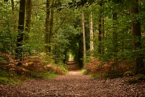 Free Explore a tranquil forest path surrounded by vibrant autumn foliage, inviting a peaceful walk. Stock Photo