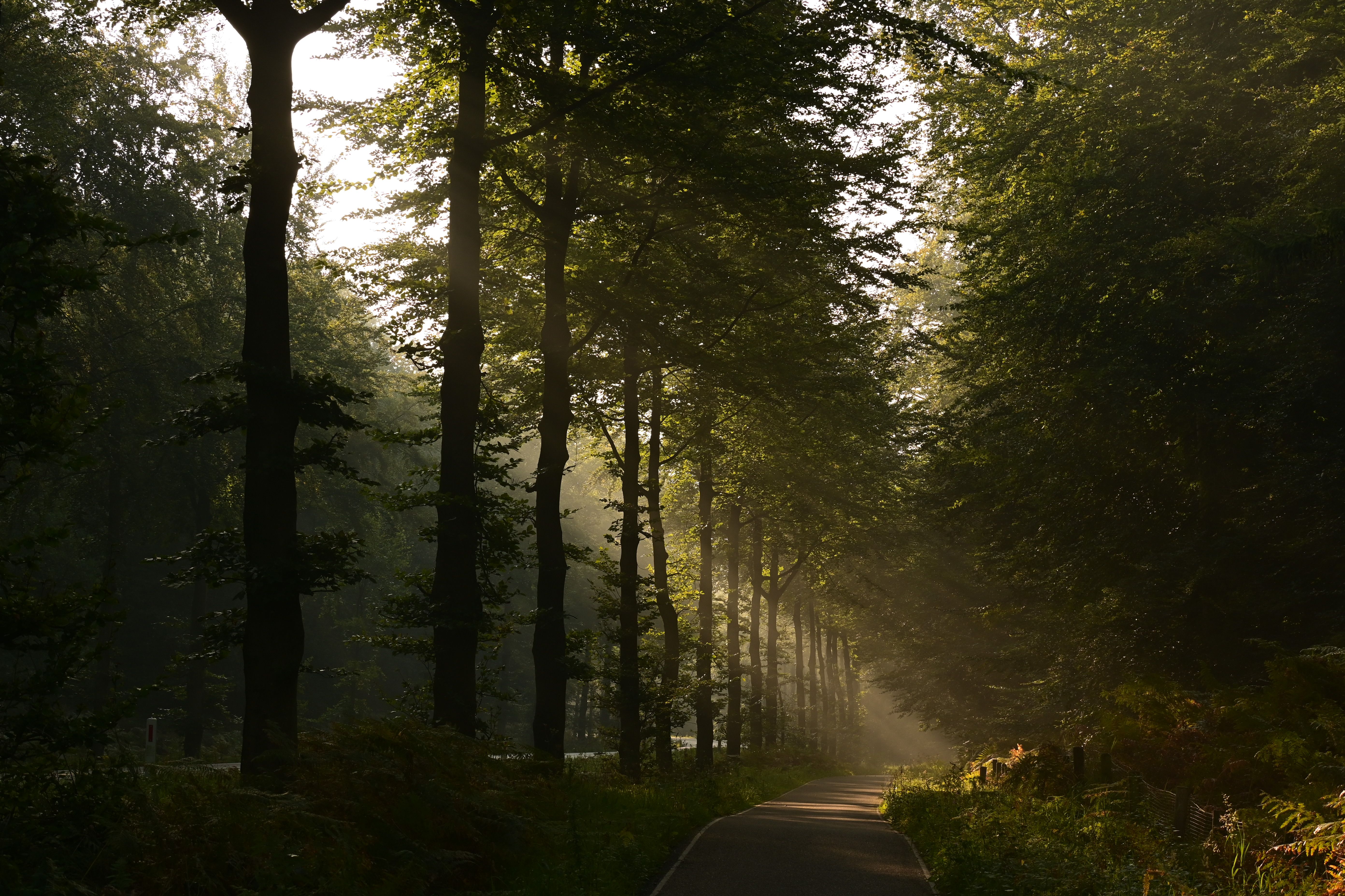Sunlight illuminating a peaceful forest path