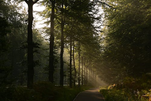 ağaçlar, doğa, gün ışığı içeren Ücretsiz stok fotoğraf