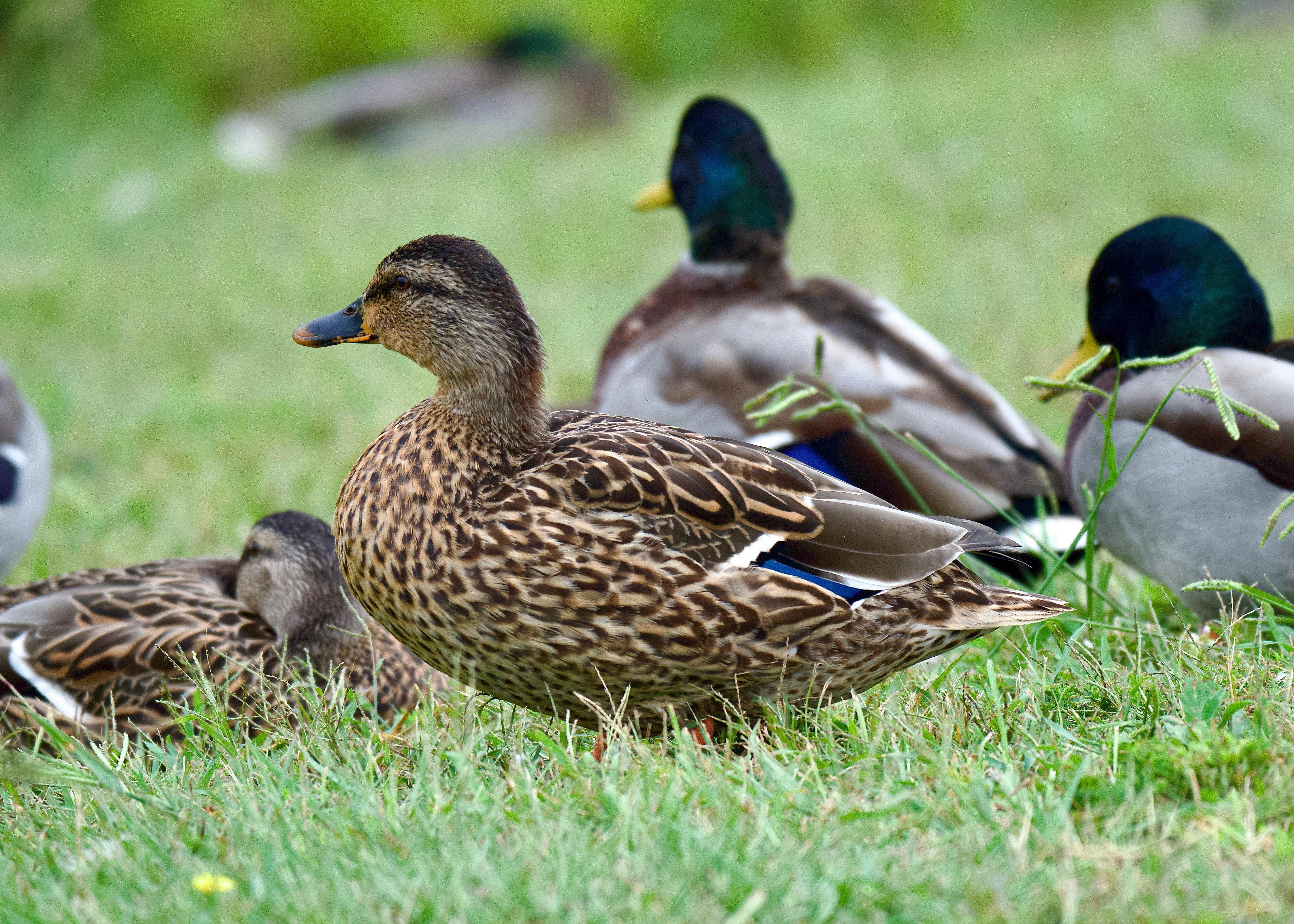 mallard