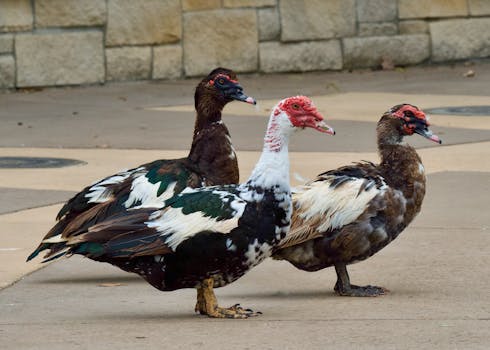 Three Muscovy ducks strolling on pavement, Huntsville, AL. Vibrant plumage and unique appearance captured.