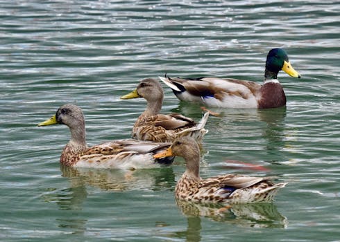 A group of mallard ducks enjoying a peaceful swim in calm waters, showcasing natural beauty.