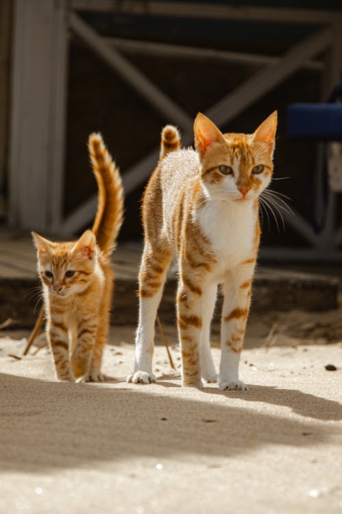 Kostenloses Stock Foto zu haustiere, kätzchen, katze