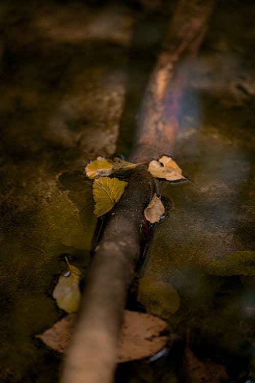 Immagine gratuita di acqua, avvicinamento, foglie