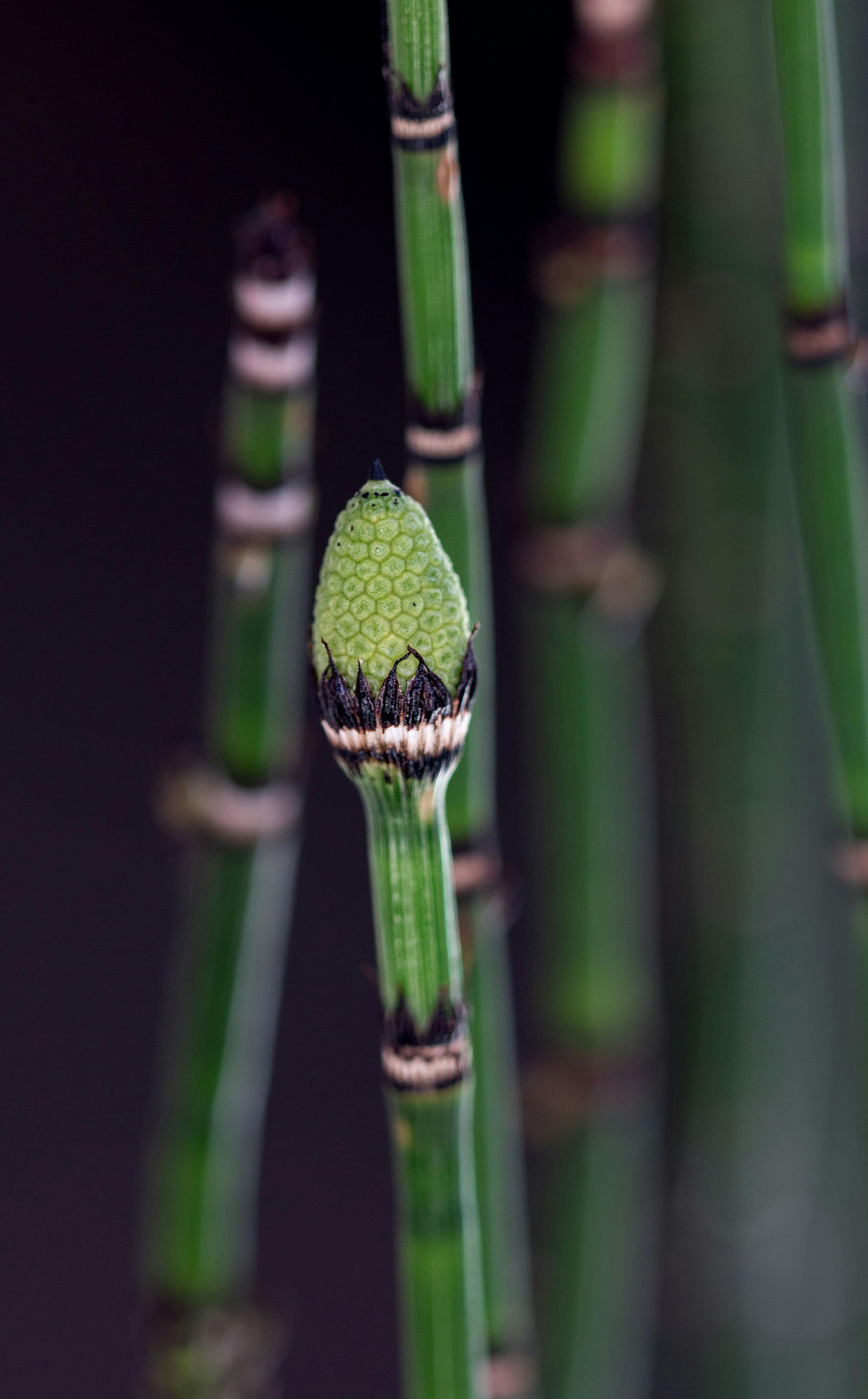 Eradicating Bindweed & Horsetail Organically: Long-Term Strategies for Deep-Rooted Perennial Weeds in Established Beds