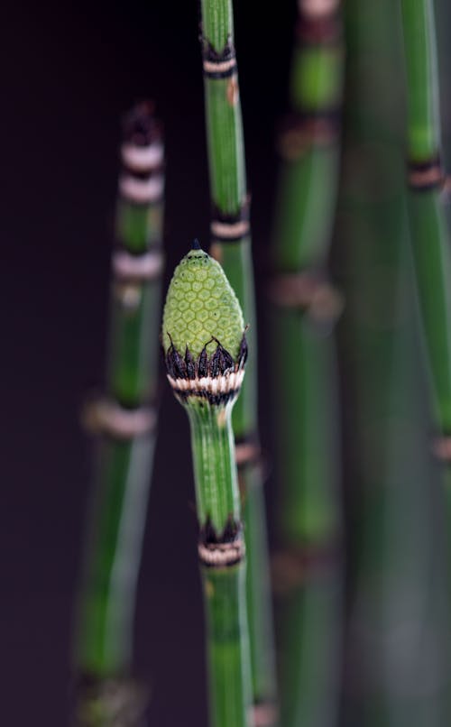 Green, Thin Plant