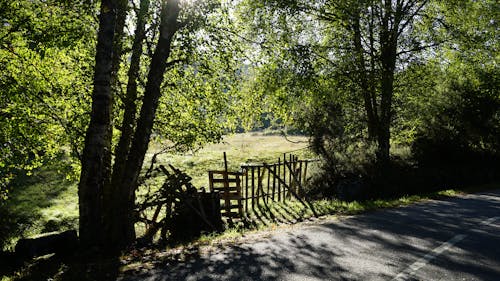 围栏, 夏天, 樹木 的 免费素材图片